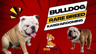 How to Groom BRITISH BULLDOG | Rare Breed British Bulldog ki Luxury Bath | British Bulldog Grooming.