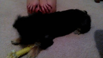 Falcor playing with the kids