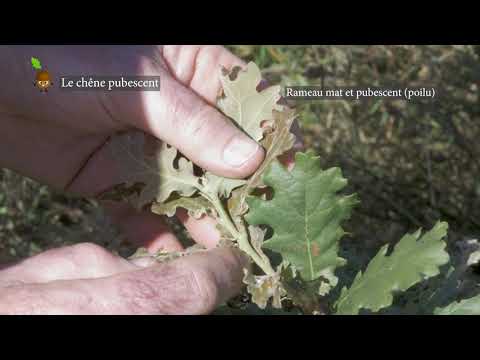 Vidéo: Types de chênes - En savoir plus sur les différentes variétés de chênes