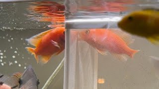 Tank Wars | Dragon Blood Cichlid Determined To Kill by Cichlid Love 215 views 1 month ago 6 minutes, 53 seconds