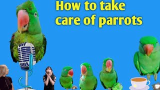 So Cute Happy Talking Parrot Singing-Bird Parakeet |parrot care | parrot food | Masahallah ♥️🦜