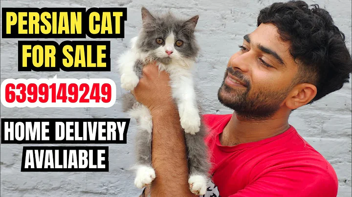 Video 9297991: persian cat show quality, white persian cat, cat kitten pets