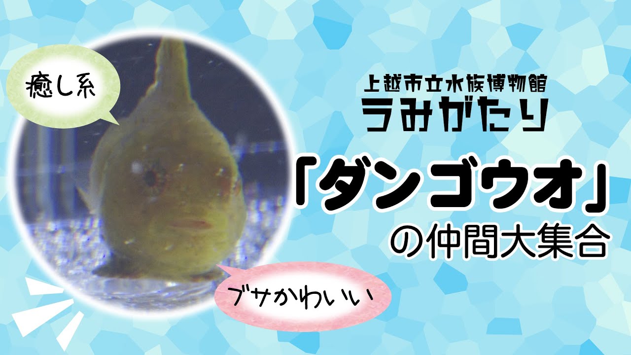 海のブサかわいい ダンゴウオ 上越市立水族博物館うみがたり Youtube