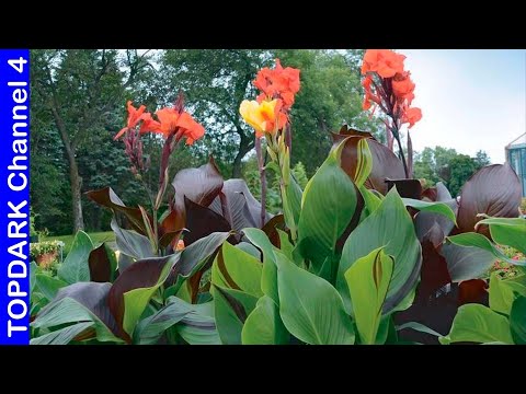 Video: Lila: tipos, variedades, cultivo y poda (foto)