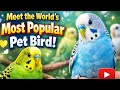 Meet the World’s Most Popular Pet Bird!