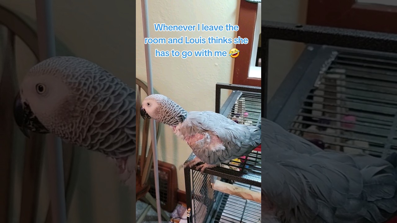 Whenever I leave the room and Louis thinks she has to go with me 🤣 