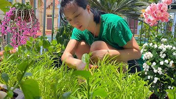 Vườn ban công độc đáo tràn ngập trái cây và rau quả, thu hoạch và thưởng thức những bông hoa lạ