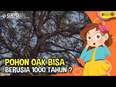 Video: Jenis pohon ek apa yang ada di Ohio?