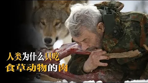 人类为什么只吃食草动物的肉，几乎不吃食肉性动物？是不好吃吗？ - 天天要闻