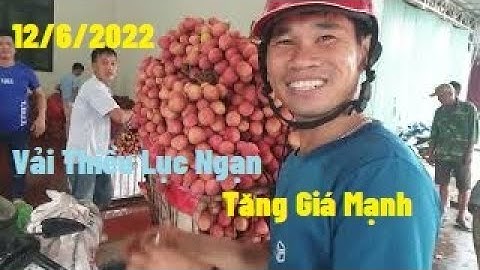 Vải Thanh Hà 36K, U Hồng 30 k Quay Đầu Tại Ngã Ba Đồng Cốc I Vải Thiều Lục Ngạn I Núi Đồi Lục Ngạn