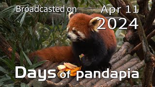 20240411 Broadcast Top Highlights 06 by pandapia HD 243 views 6 days ago 1 minute, 29 seconds