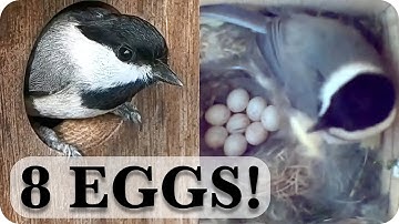 A Fascinating Look at Baby Chickadees: Time-Lapse Video with Live Nest Box Cam