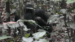 Bonobo gesture - Bite (Example 2)