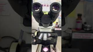 Cake under the microscope #shorts
