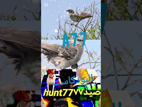 صوت لصيد عصفور عينية الباشق Explorethebeautyofnature