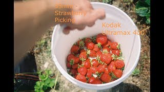 35mm- Strawberry Picking with Dakota RZ-2000 using Kodak 400 UltraMax screenshot 4