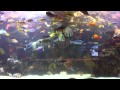 Las Vegas  Acrylic Tank Manufacturing / Tanked!, NV 89118 ...