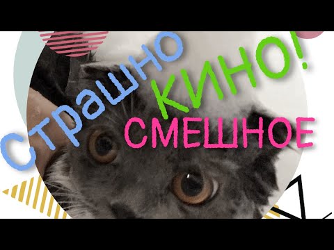 Как помыть кошку//Купаем кошку//Кошка Даша плачет в ванной😭