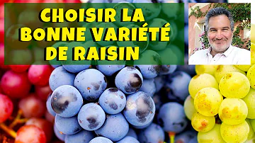 Quelle sont les variétés de raisins ?