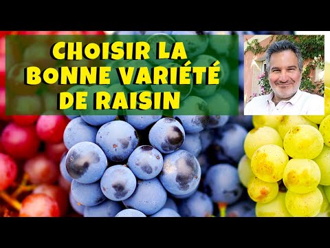 Vidéo: Quels types de raisins sont utilisés pour le vin blanc?