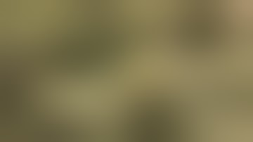 4x4 Scrog Net Grow- Week 3 Of Flowering