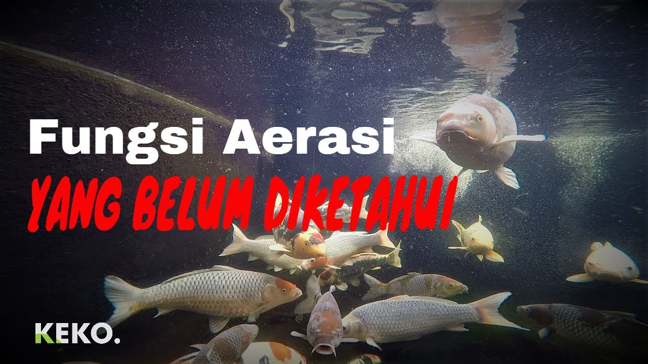 AERASI KOLAM KOI | Fungsi Aerasi Yang Belum Diketahui | Tutorial Kolam Koi (32)