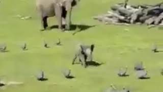 Compilation of Cute Elephant Moments