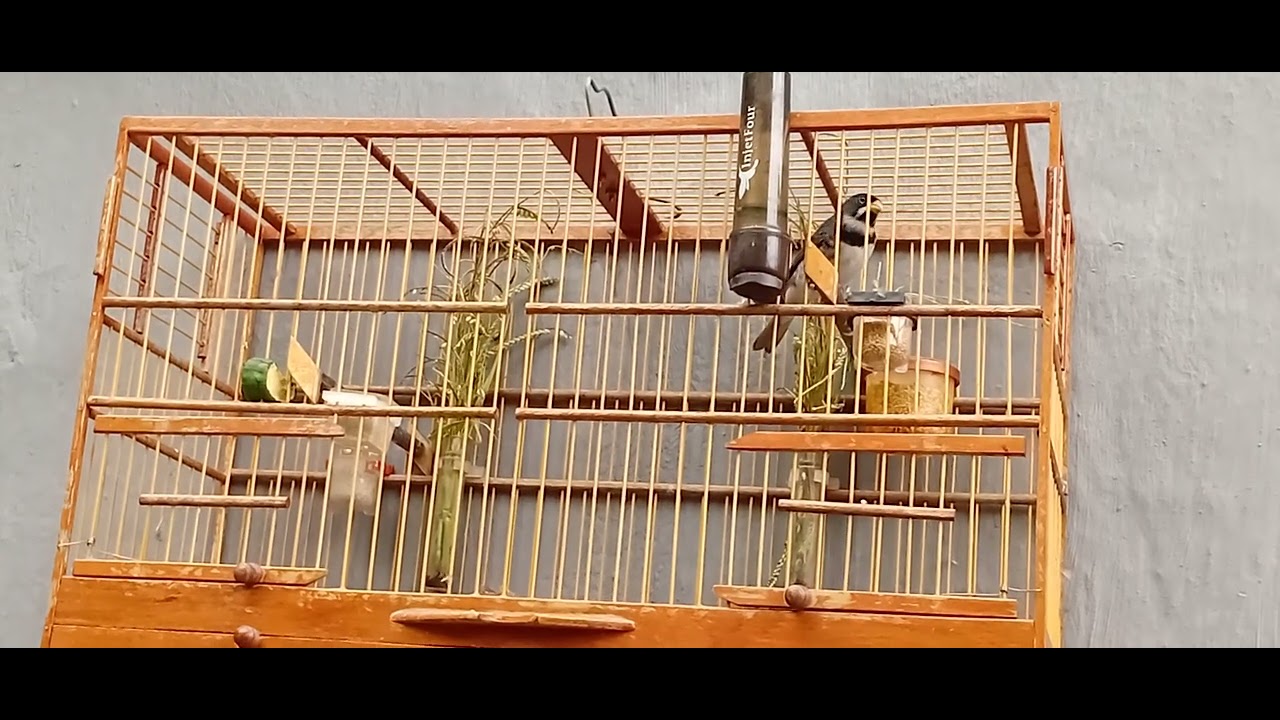 Coleiro pesadelo fibra pura nosso galador  encarte velox 