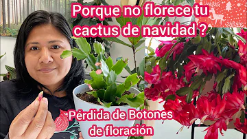 ¿Qué provoca la floración de un cactus de Navidad?