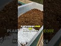 Crea tu propio TERRARIO en casa: belleza natural en miniatura.