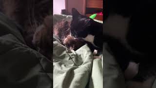 Cat grooms sister for the first time. by Shadow the Manx and Daisy Doggo 3 views 1 year ago 2 minutes, 10 seconds