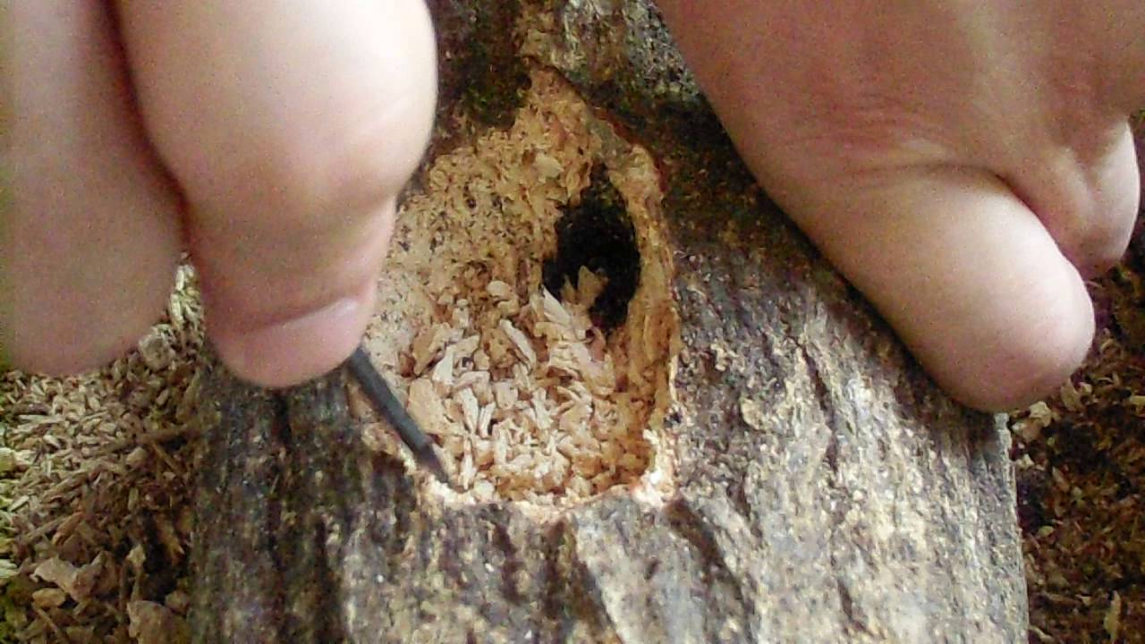 朽木を掘って昆虫用の餌皿を手作り Youtube