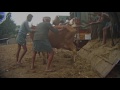 Animal Equality Exposes Cattle Markets in India