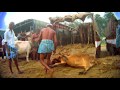 Animal Equality Exposes Cattle Markets in India