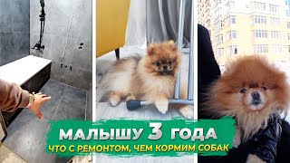 Spitz Teddy is 3 years old. What about renovations in Krasnodar? What to feed dogs?