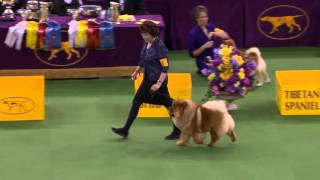 Non Sporting Group Westminster Kennel Club Dog Show 2016