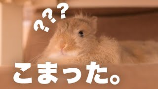 【注意】手術後にトイレを忘れてしまった女の子うさぎNo.126