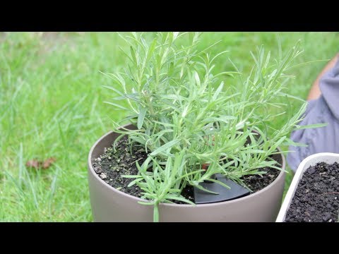 Como Colheita Ervas - Rosemary Mint Lemongrass