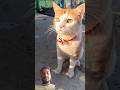 #viral #youtubeshorts #funny #cat #cute #trending #shortvideo #shorts #video #baby #dog #new