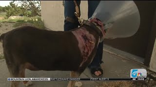 Dog attacked by mountain lions in Penrose