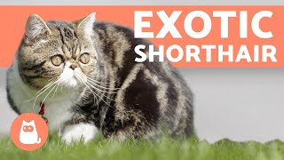 TOUT SAVOIR SUR L'EXOTIC SHORTHAIR   Santé, soins, caractère...