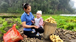 Mother & Daughter: 4 Days Harvest Potato Goes to market sell - Build a house foundation