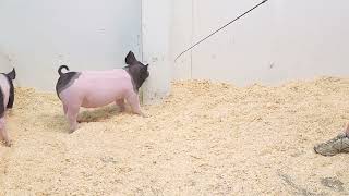 10-9 cross gilt