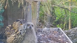 Eagle Owl/Bubo Bubo. Owlet walks around in the nest   Kotkaklubi 05142024