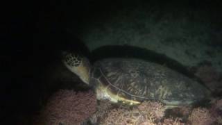 05202016 Encountering a sea turtle