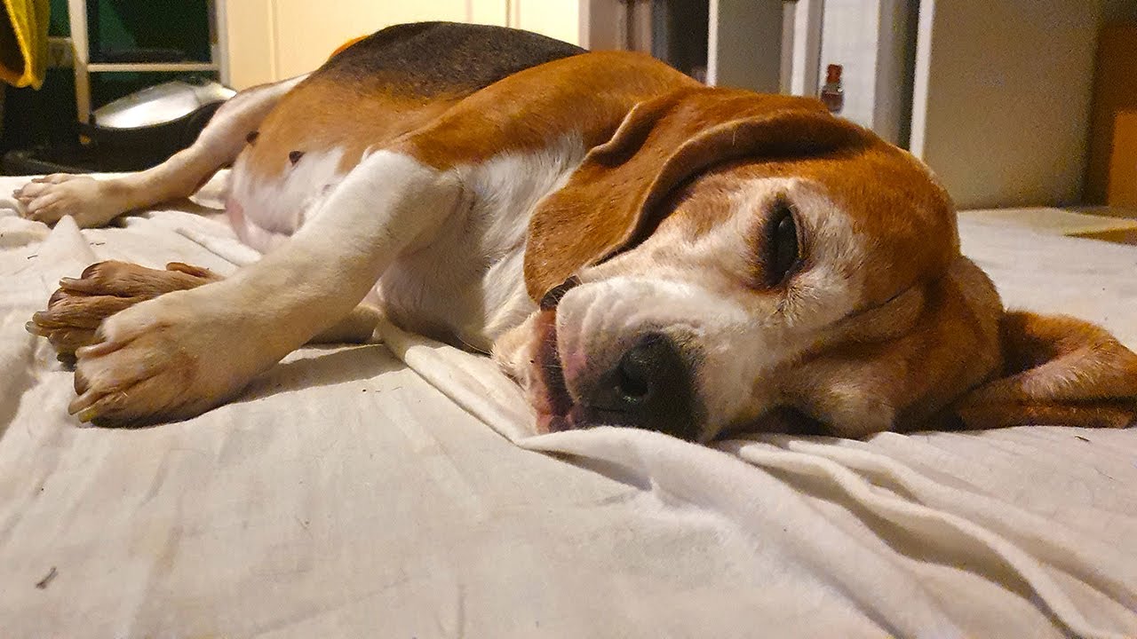 Totentanz (August 11, 2021)