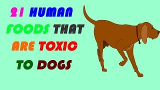 21 human foods that are toxic to dogs