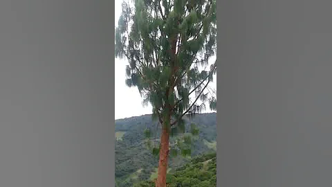 El Guede