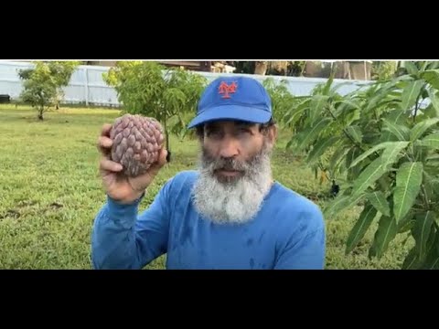 Stay on top of your fruit trees!
