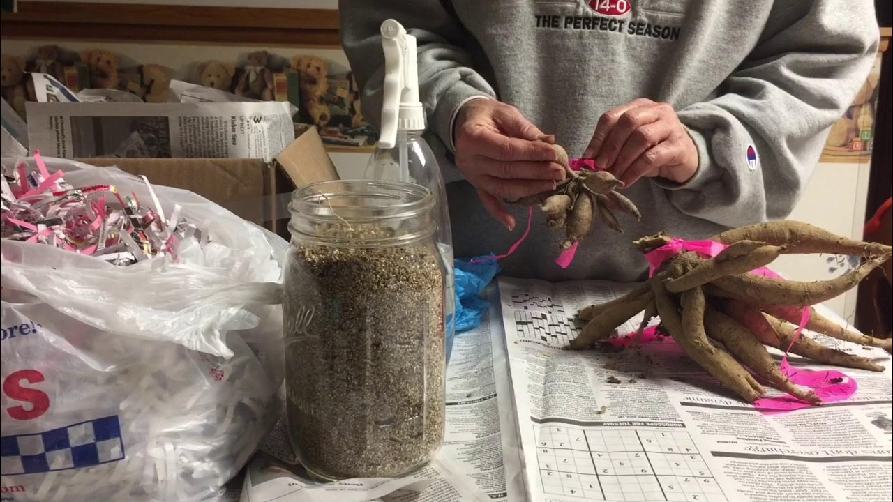 Выращиваем георгины. Как сушить георгины. Георгины клубни. Эустома корни клубни. Как сушить георгины.